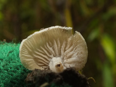Entoloma byssisedum
