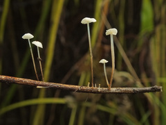 Marasmius epiphyllus