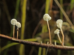 Marasmius epiphyllus