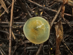 Stropharia pseudocyanea