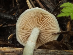 Stropharia pseudocyanea