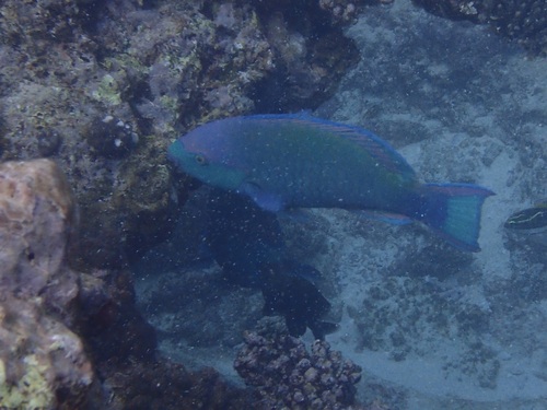 Groenkeel-papegaaivis (Scarus prasiognathos) — Scaridae — 4