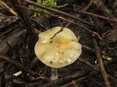 Stropharia pseudocyanea