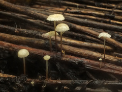Marasmius epiphyllus