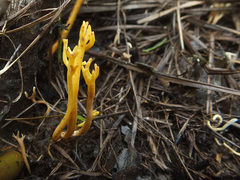 Clavulinopsis corniculata