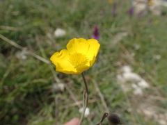 Ranunculus gramineus