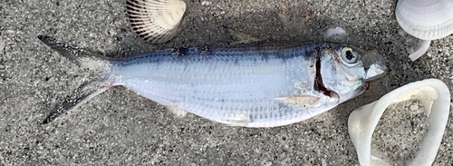 Dorosomatidae