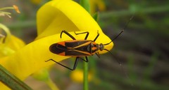 Hadrodemus noualhieri