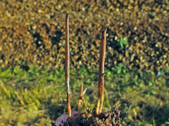 Clavaria atroumbrina