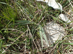 Ranunculus gramineus