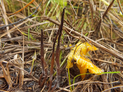 Clavaria atroumbrina