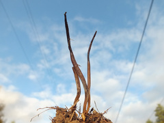 Clavaria atroumbrina