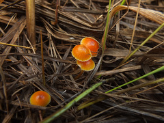 Hygrocybe mucronella