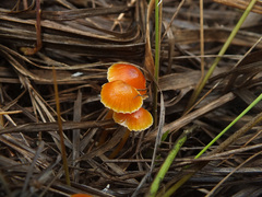 Hygrocybe mucronella