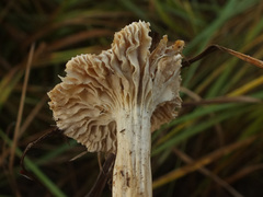 Cuphophyllus flavipes