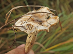 Cuphophyllus flavipes