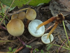 Flammulina elastica