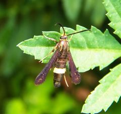 Carmenta pyralidiformis