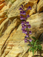 Penstemon laevis