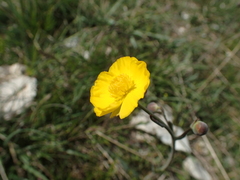 Ranunculus gramineus