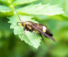 Carmenta pyralidiformis