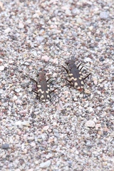 Cicindela carthagena