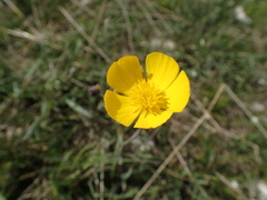 Ranunculus gramineus