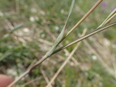 Ranunculus gramineus