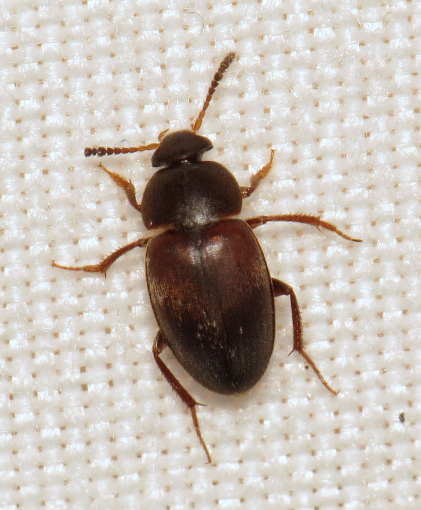 Cholevinae
