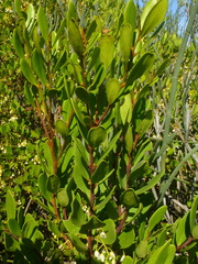 Euclea racemosa