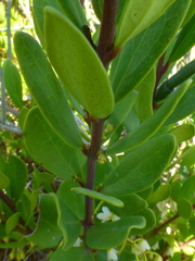 Euclea racemosa