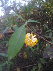 Edgeworthia gardneri