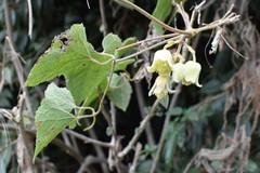 Clematis connata