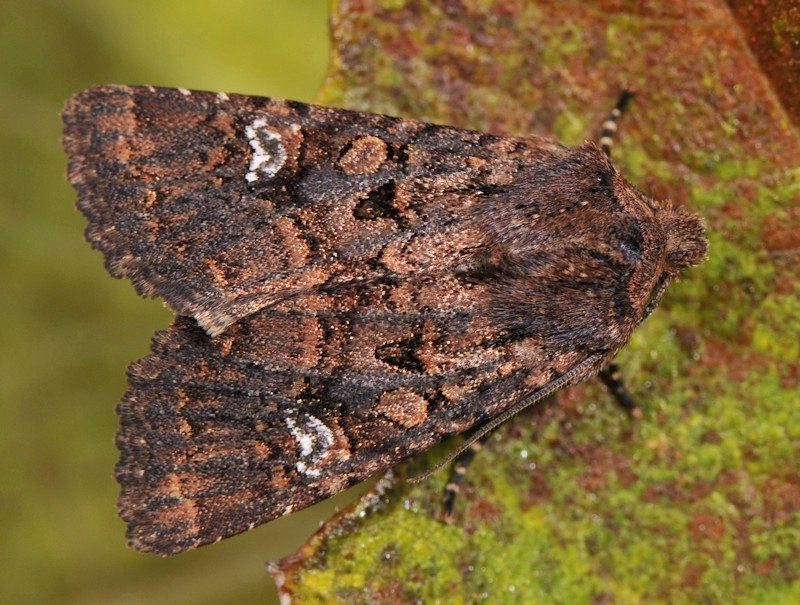 Oak Rustic
