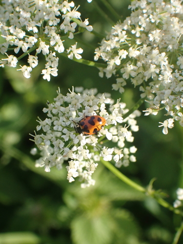 Coccinelle des tourbières