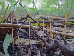 Macrotyphula phacorrhiza