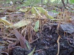 Macrotyphula phacorrhiza