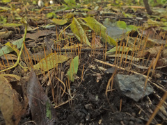 Macrotyphula phacorrhiza