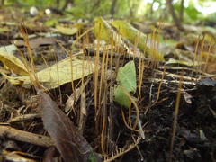 Macrotyphula phacorrhiza
