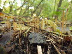 Macrotyphula phacorrhiza