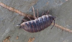 Porcellio hoffmannseggii