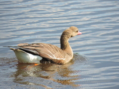 Anser anser