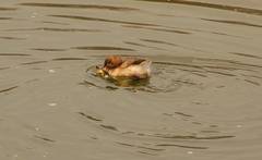 Tachybaptus ruficollis