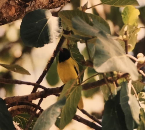 Ethiopian Oriole (Oriolus monacha)