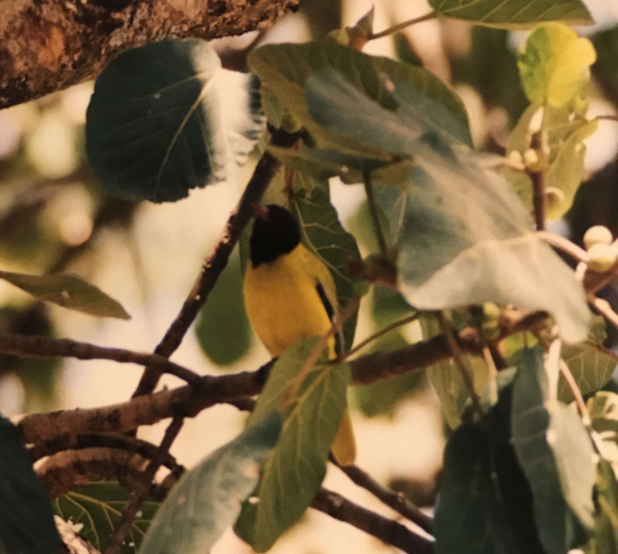 Ethiopian Oriole (Oriolus monacha), photo 1