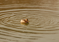 Tachybaptus ruficollis