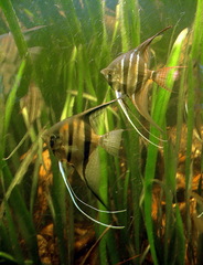 Pterophyllum scalare