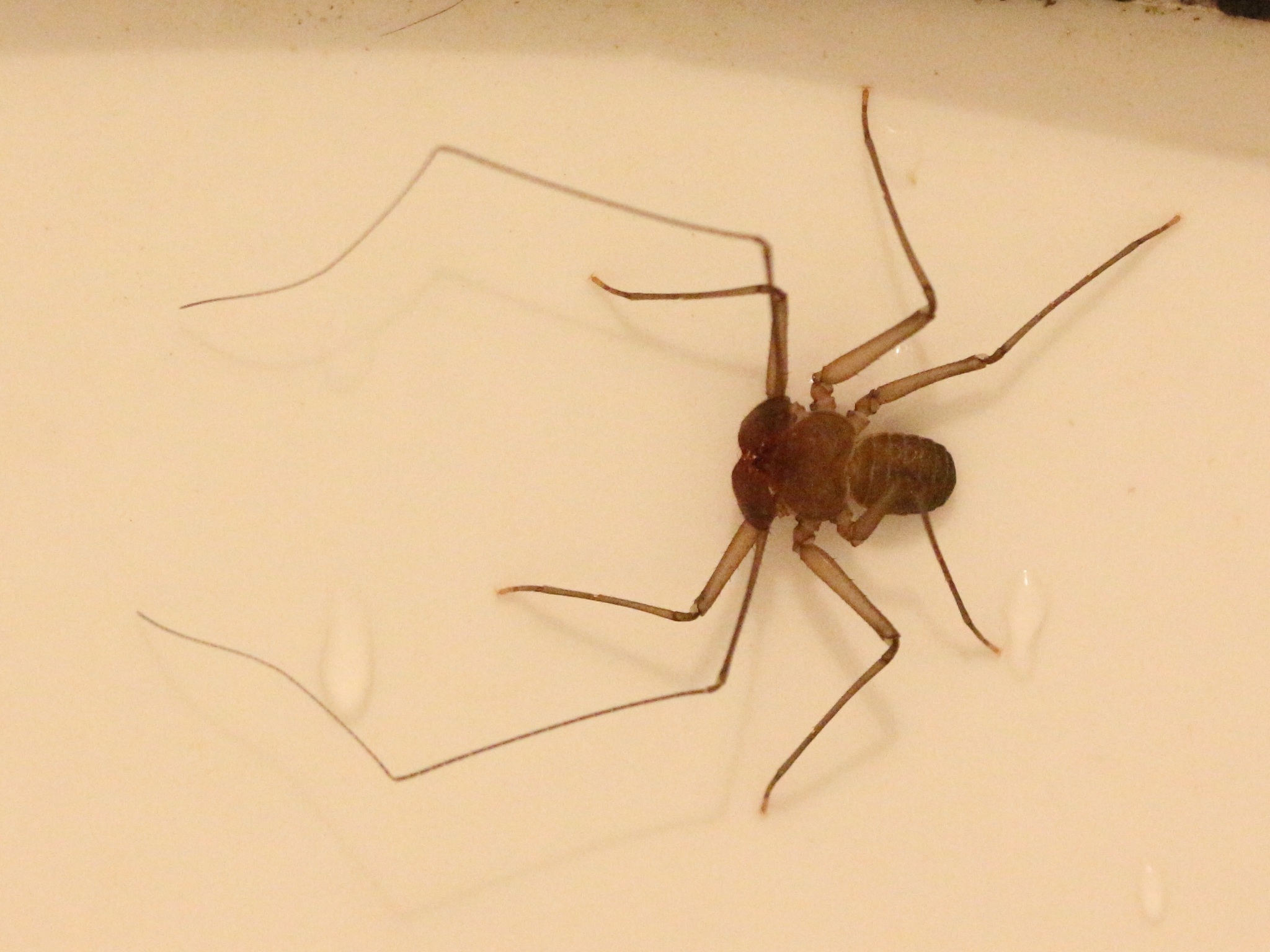 Sarax ioanniticus (Kritscher, 1959)