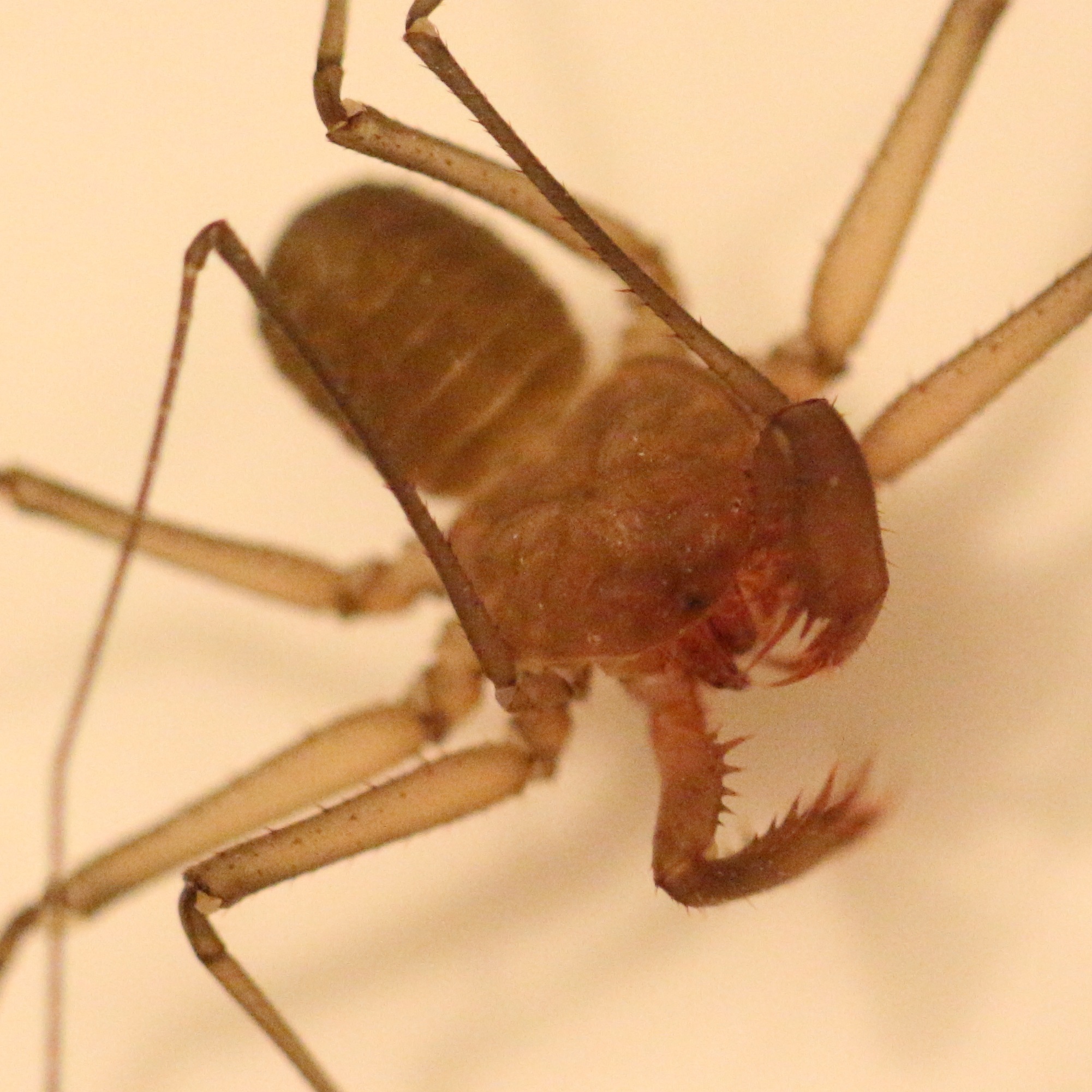 Sarax ioanniticus (Kritscher, 1959)