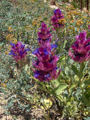 Salvia pachyphylla